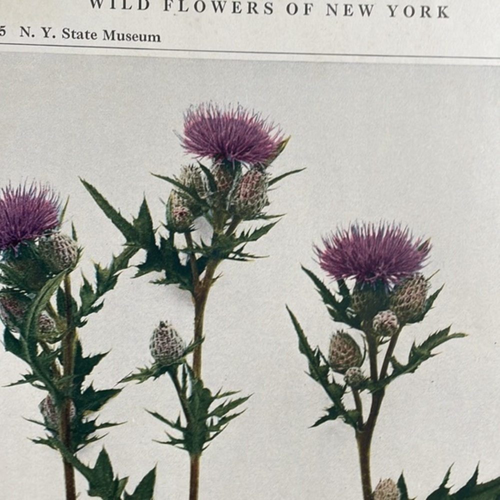 🖤5/$25 Antique Botanical Print Thistle plant Original 100 year old art